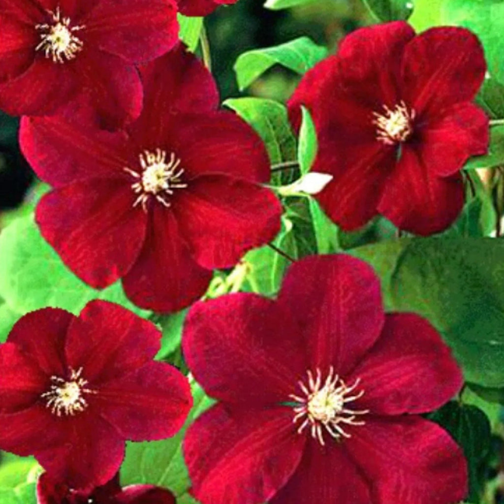 plante ornamentale954