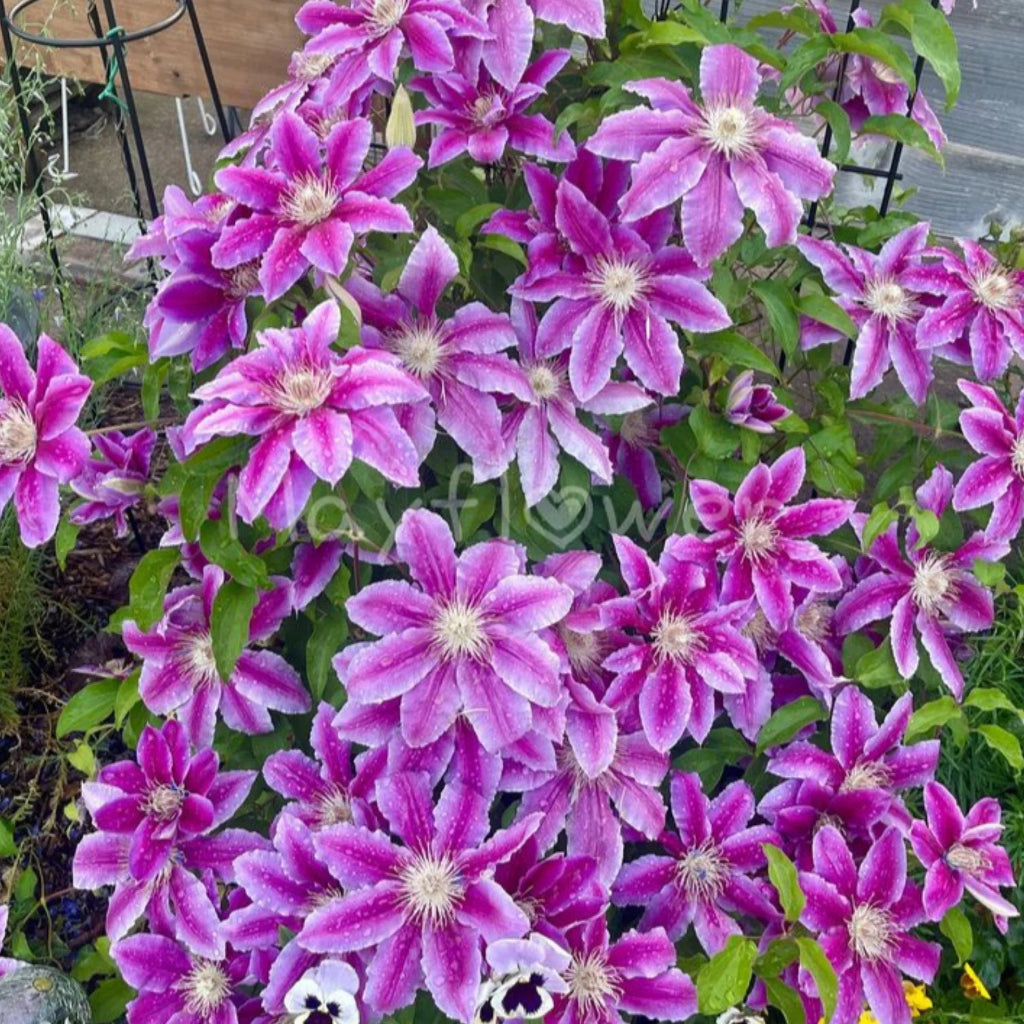 plante ornamentale959