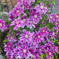 plante ornamentale959