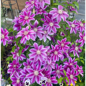 plante ornamentale959