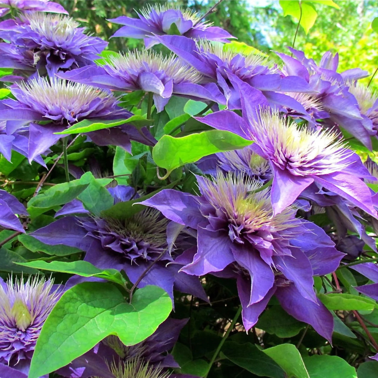 plante ornamentale966