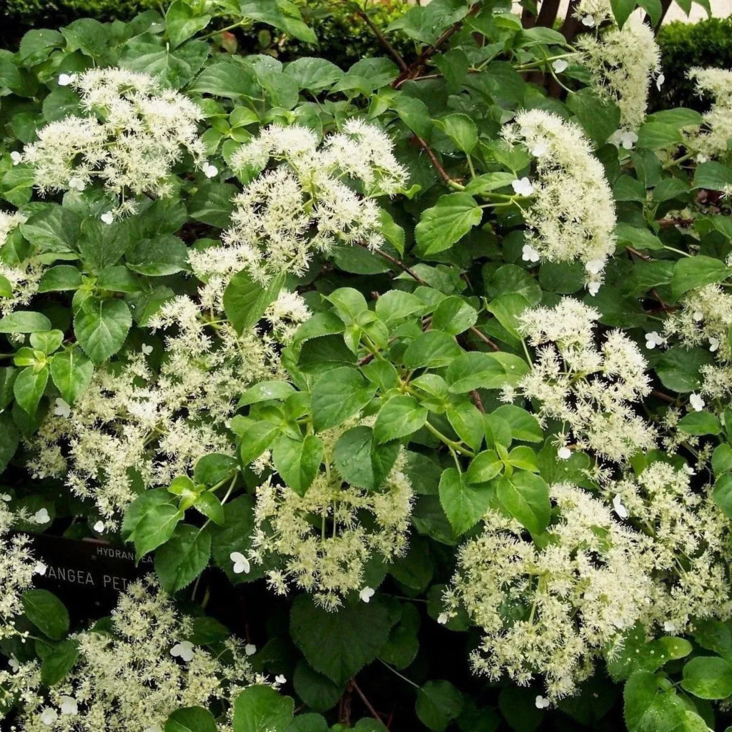 plante ornamentale975