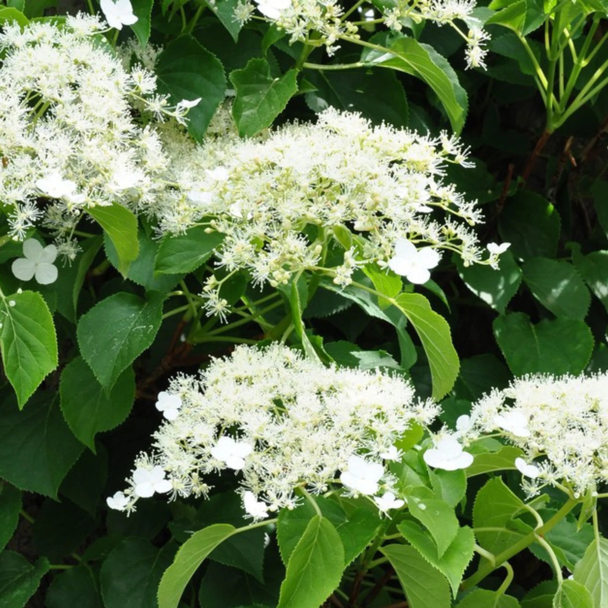 plante ornamentale976