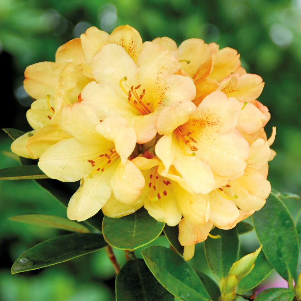 plante ornamentale981