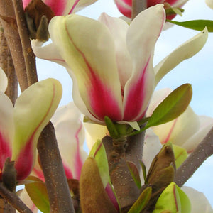 plante ornamentale994
