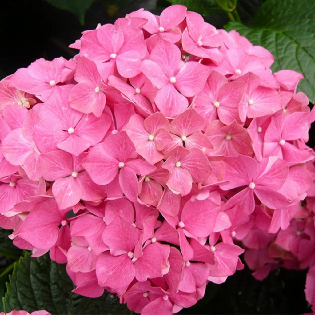 plante ornamentale997