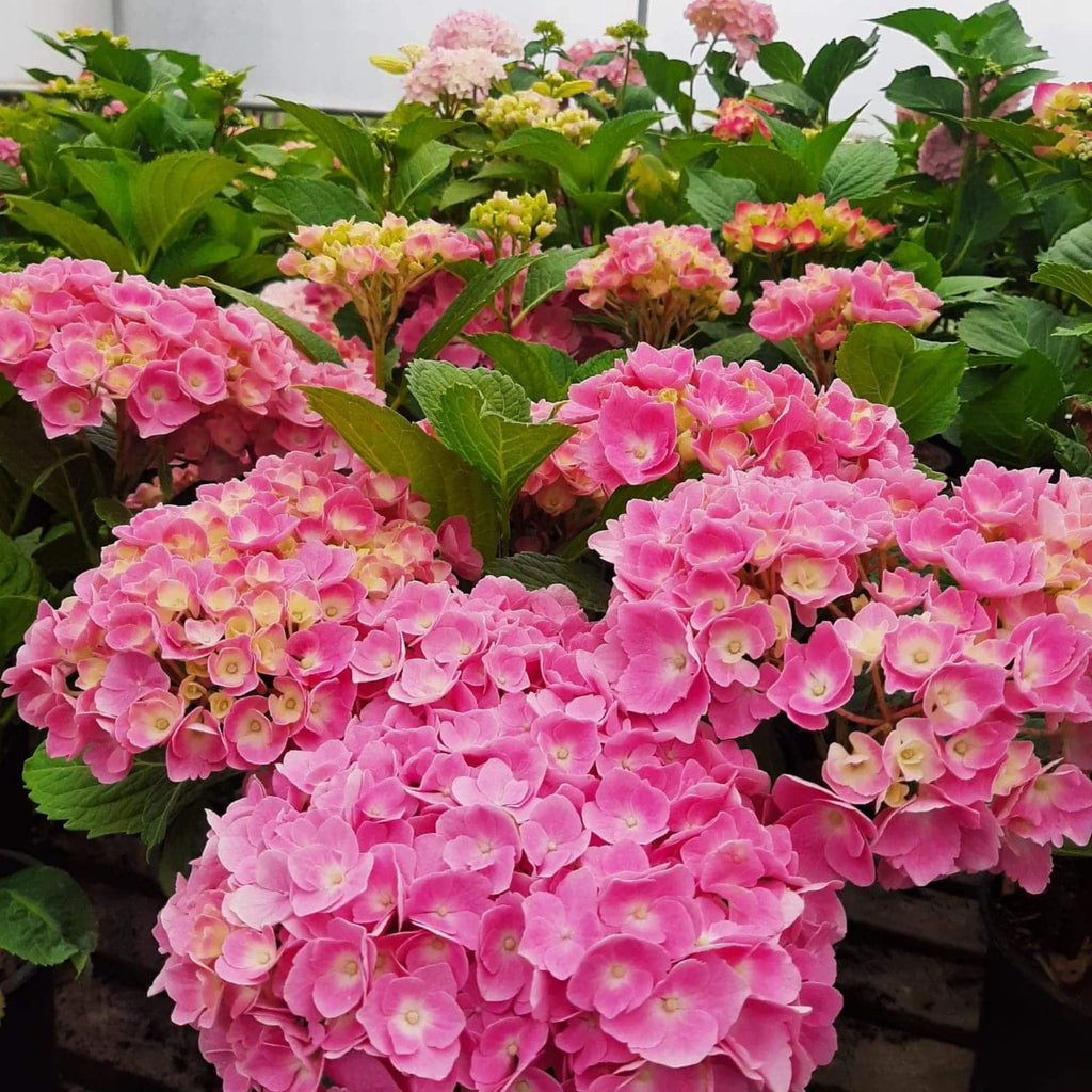 plante ornamentale998