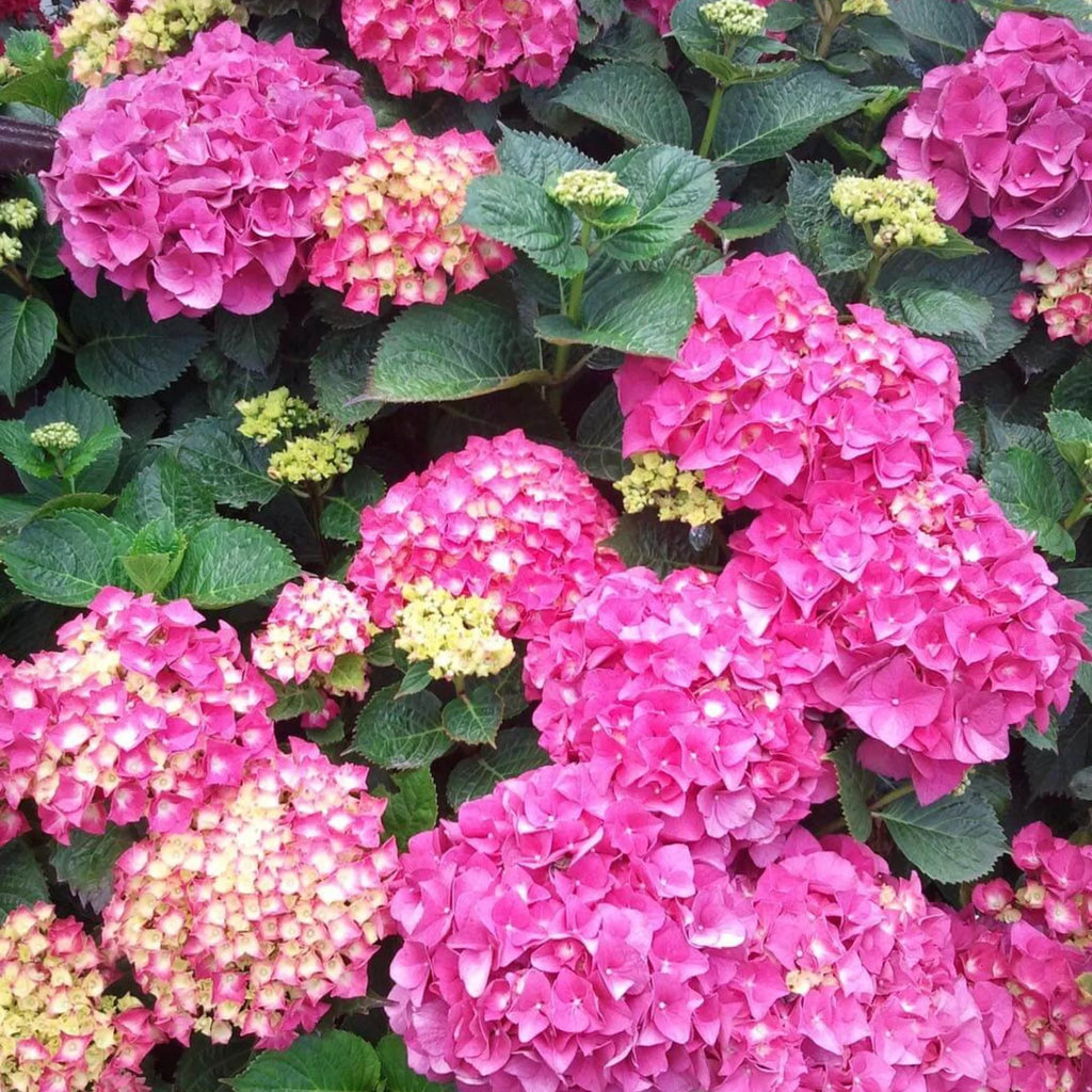 plante ornamentale999