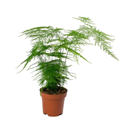 plante ornamentale