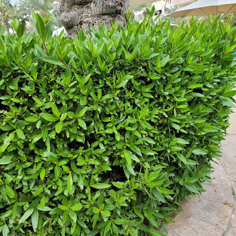 plante ornamentale