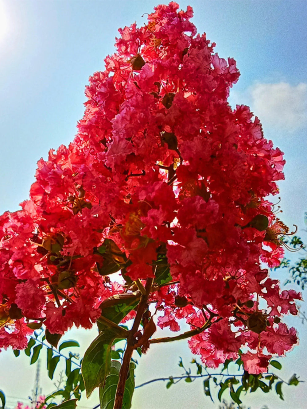 plante ornamentale 100