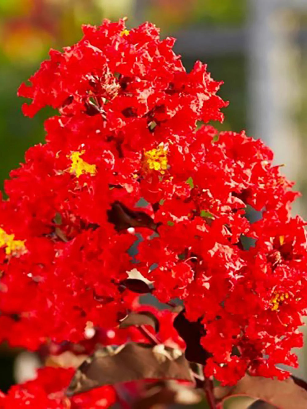 plante ornamentale 101