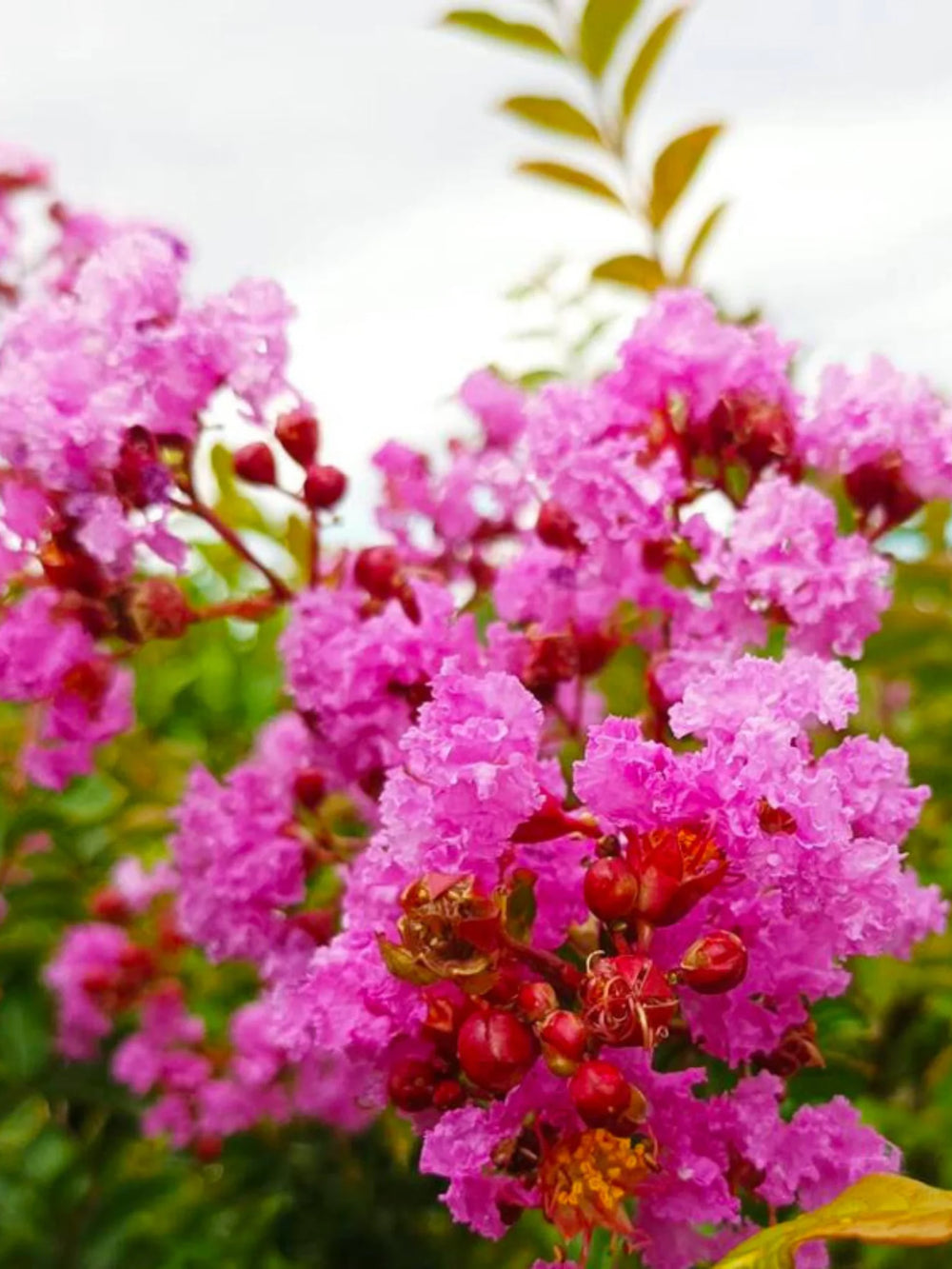 plante ornamentale 102