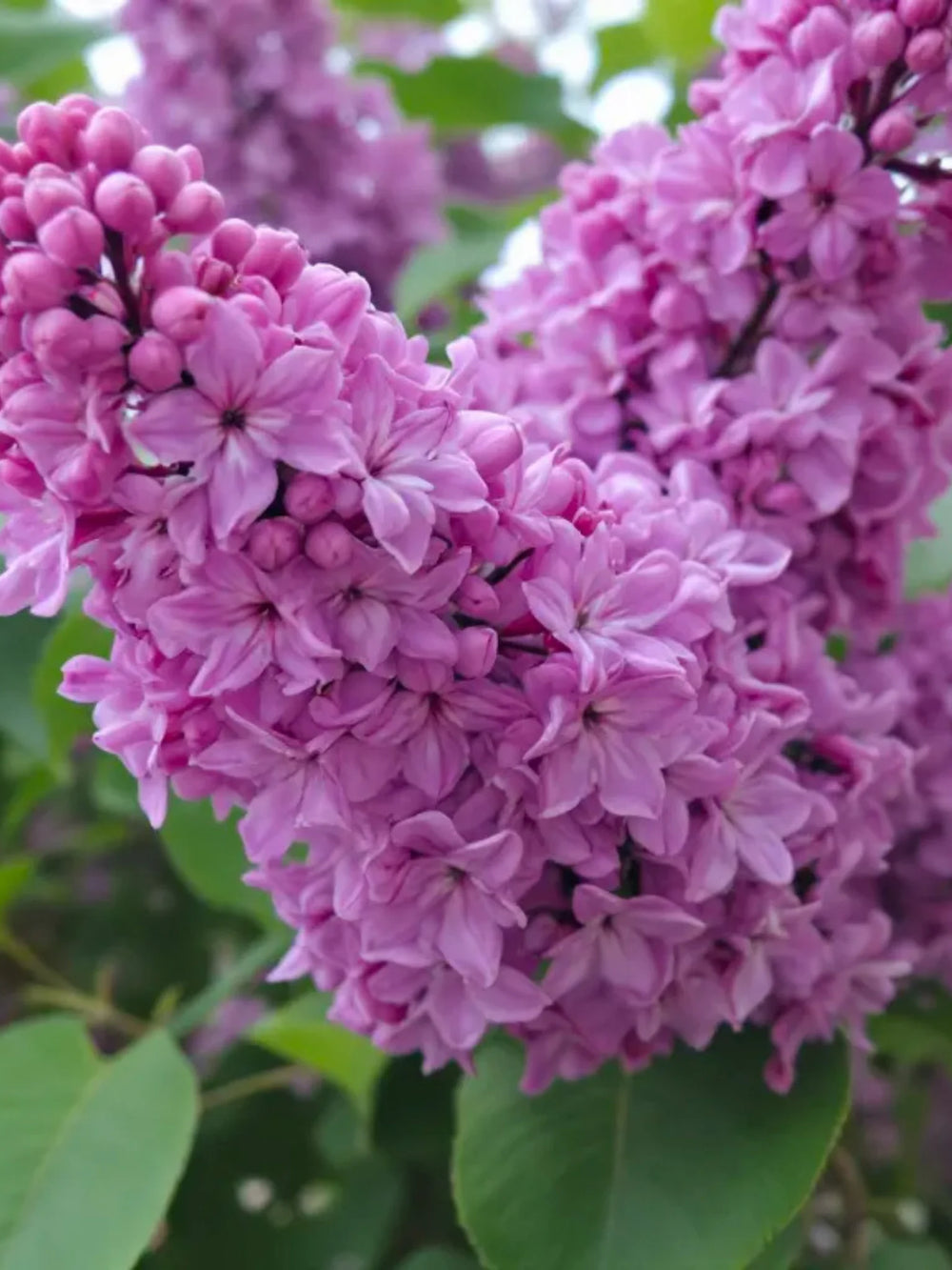 plante ornamentale 103