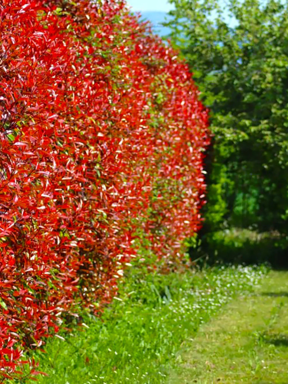 plante ornamentale 104