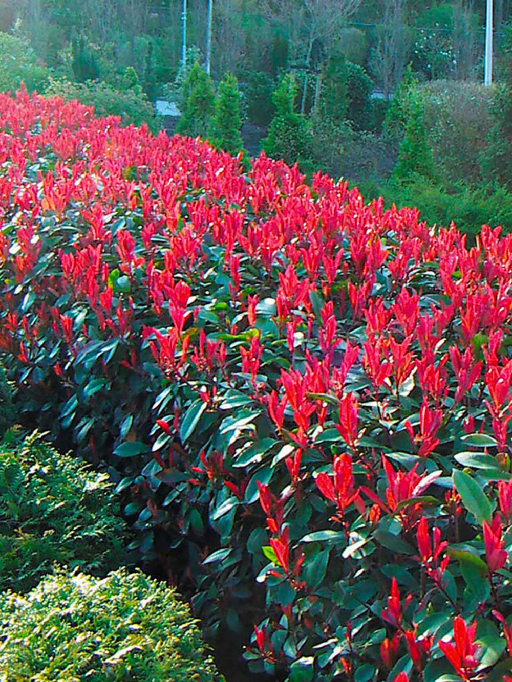 plante ornamentale 105