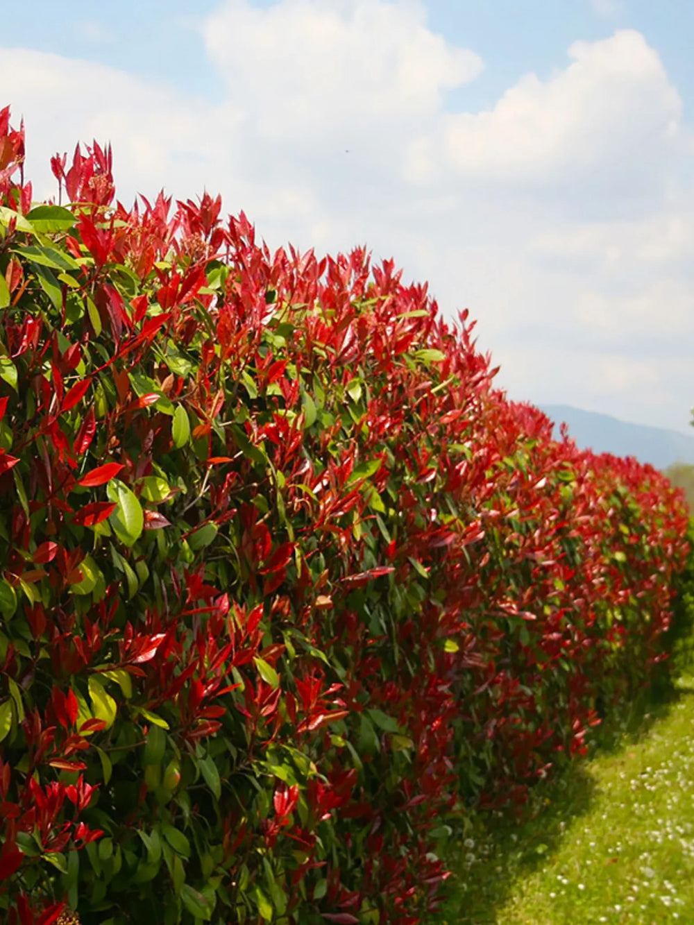 plante ornamentale 106