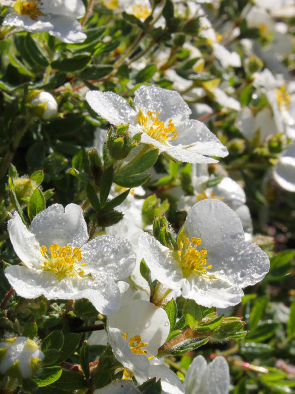 plante ornamentale 107