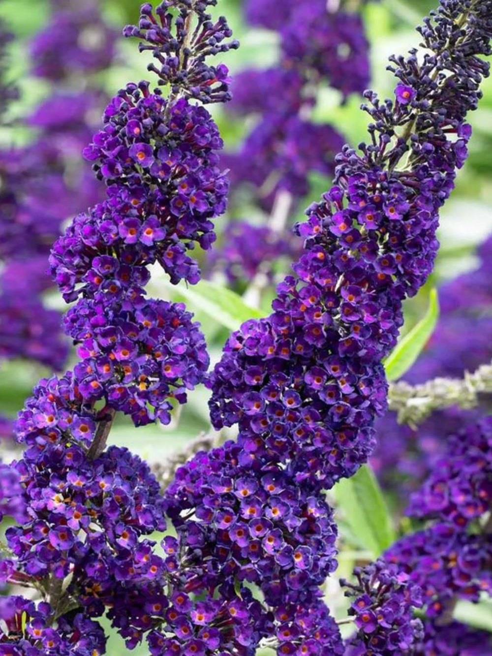 plante ornamentale 1079