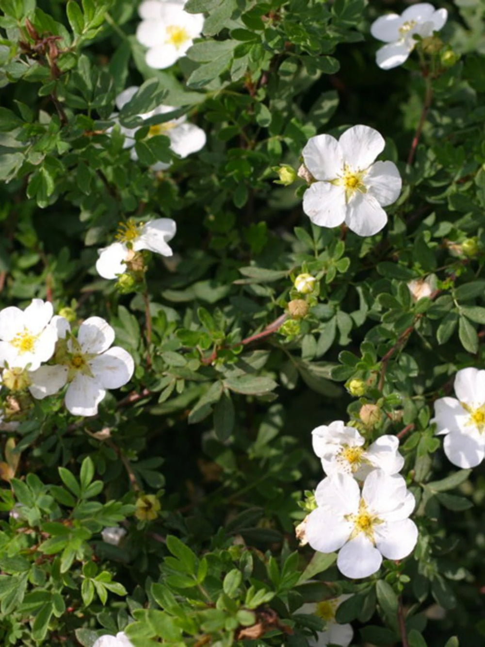 plante ornamentale 108