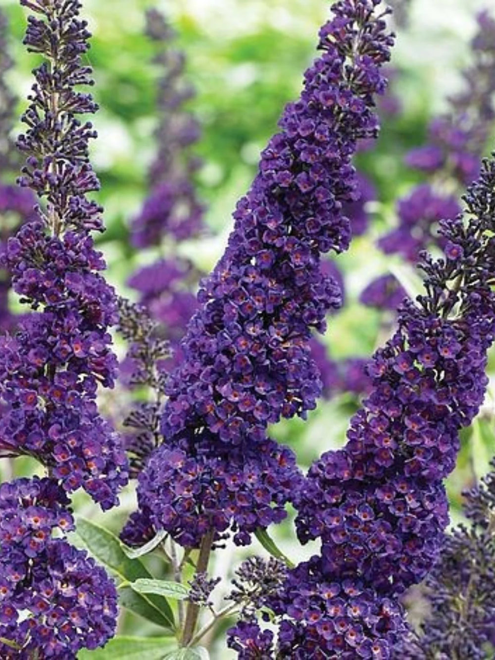 plante ornamentale 1080