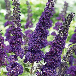 plante ornamentale 1080