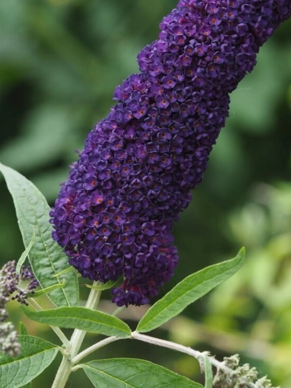 plante ornamentale 1081