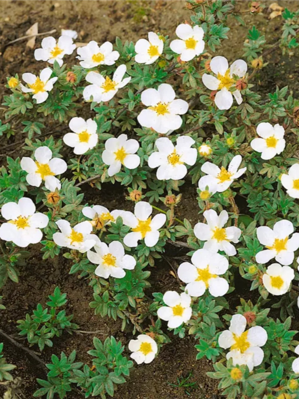 plante ornamentale 109