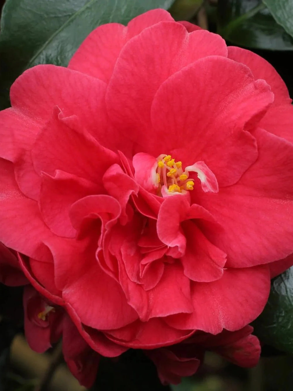 plante ornamentale 1095