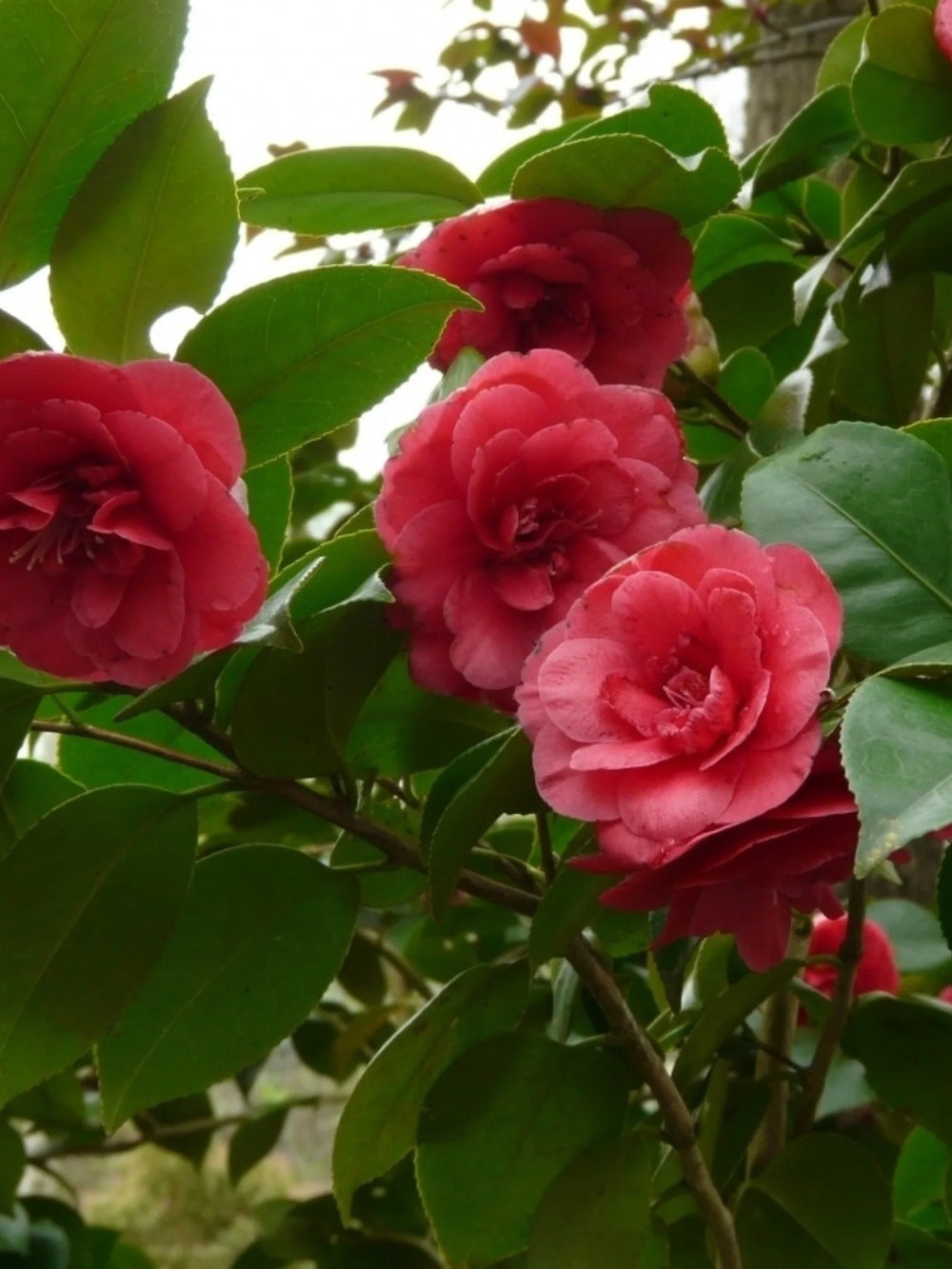 plante ornamentale 1096