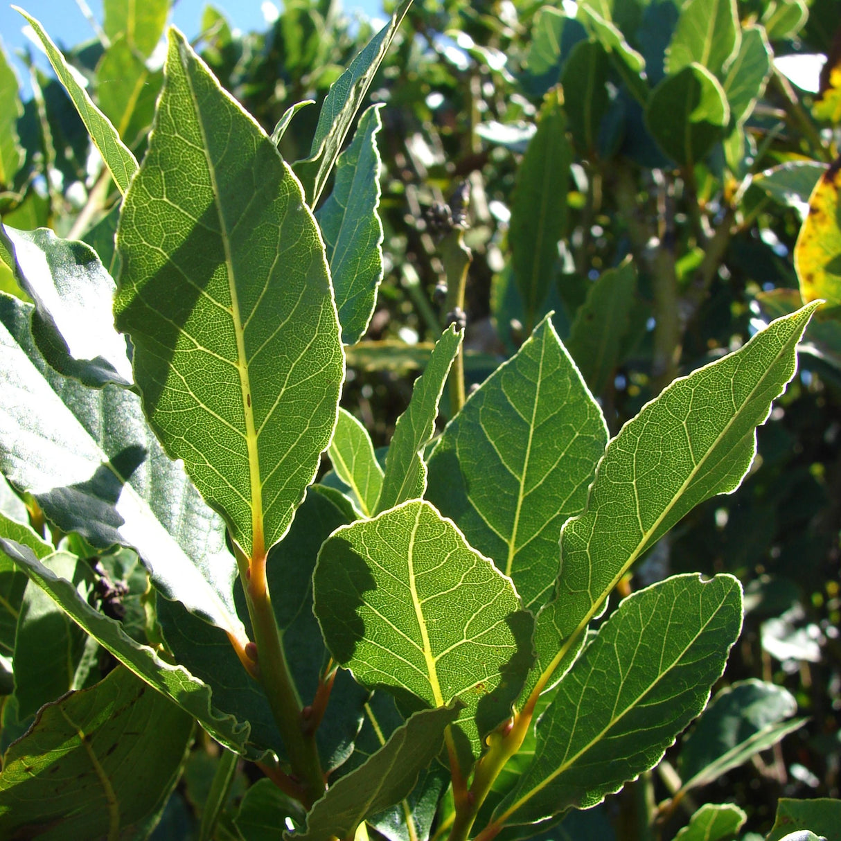 plante ornamentale