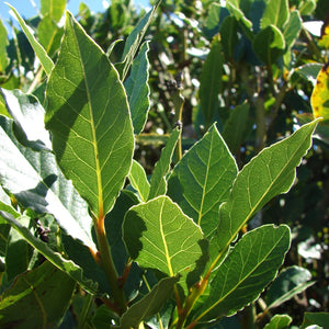 plante ornamentale