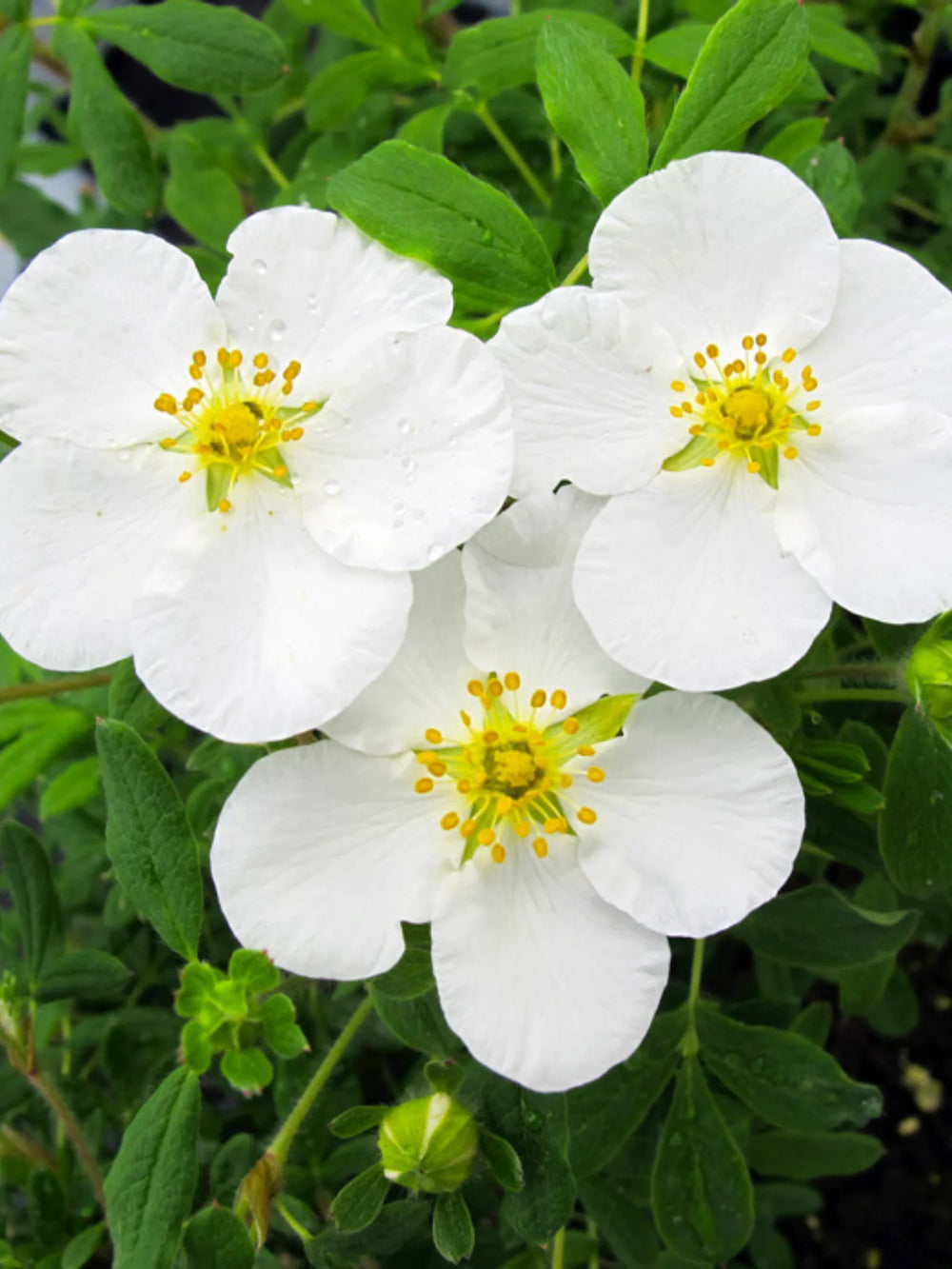 plante ornamentale 110