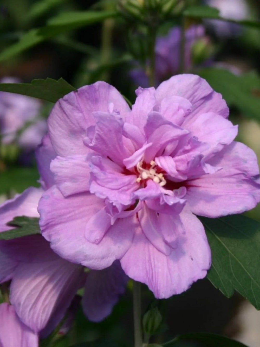 plante ornamentale 1100