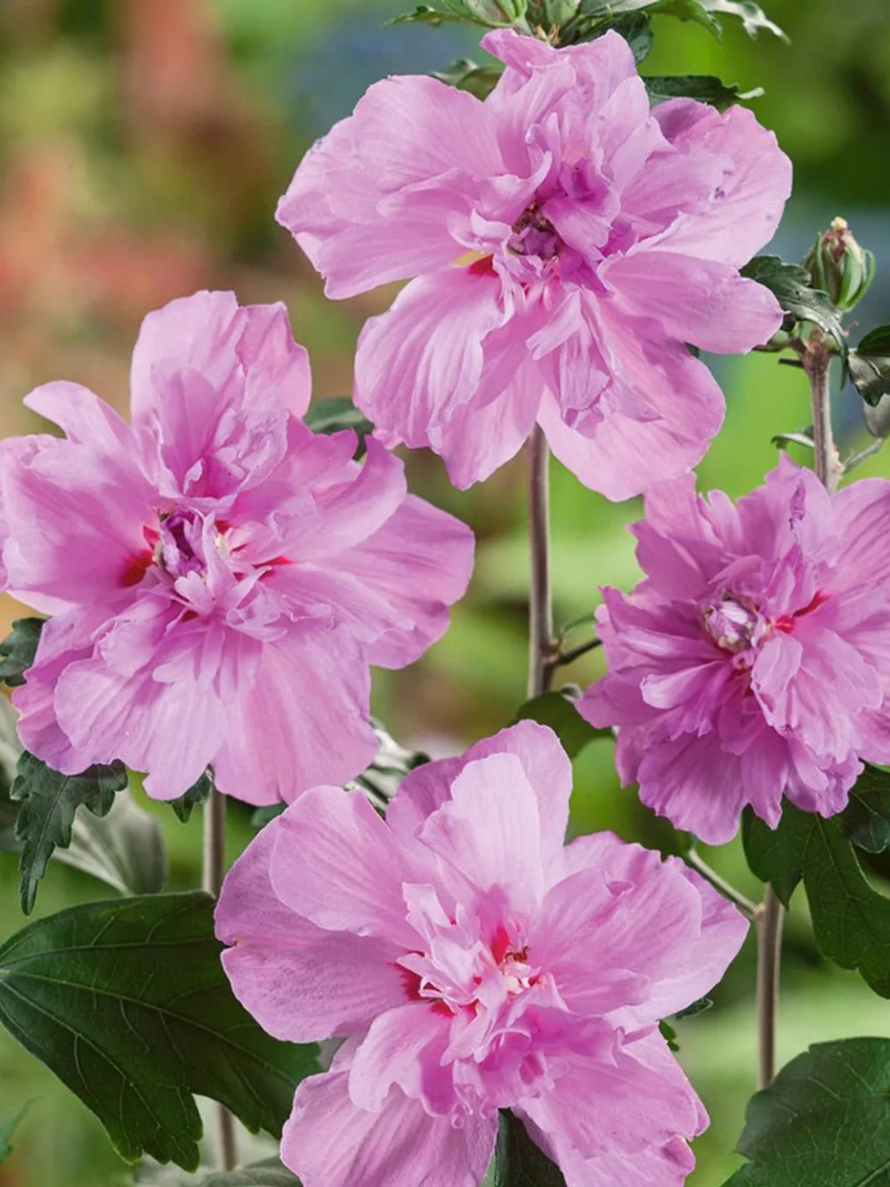 plante ornamentale 1101