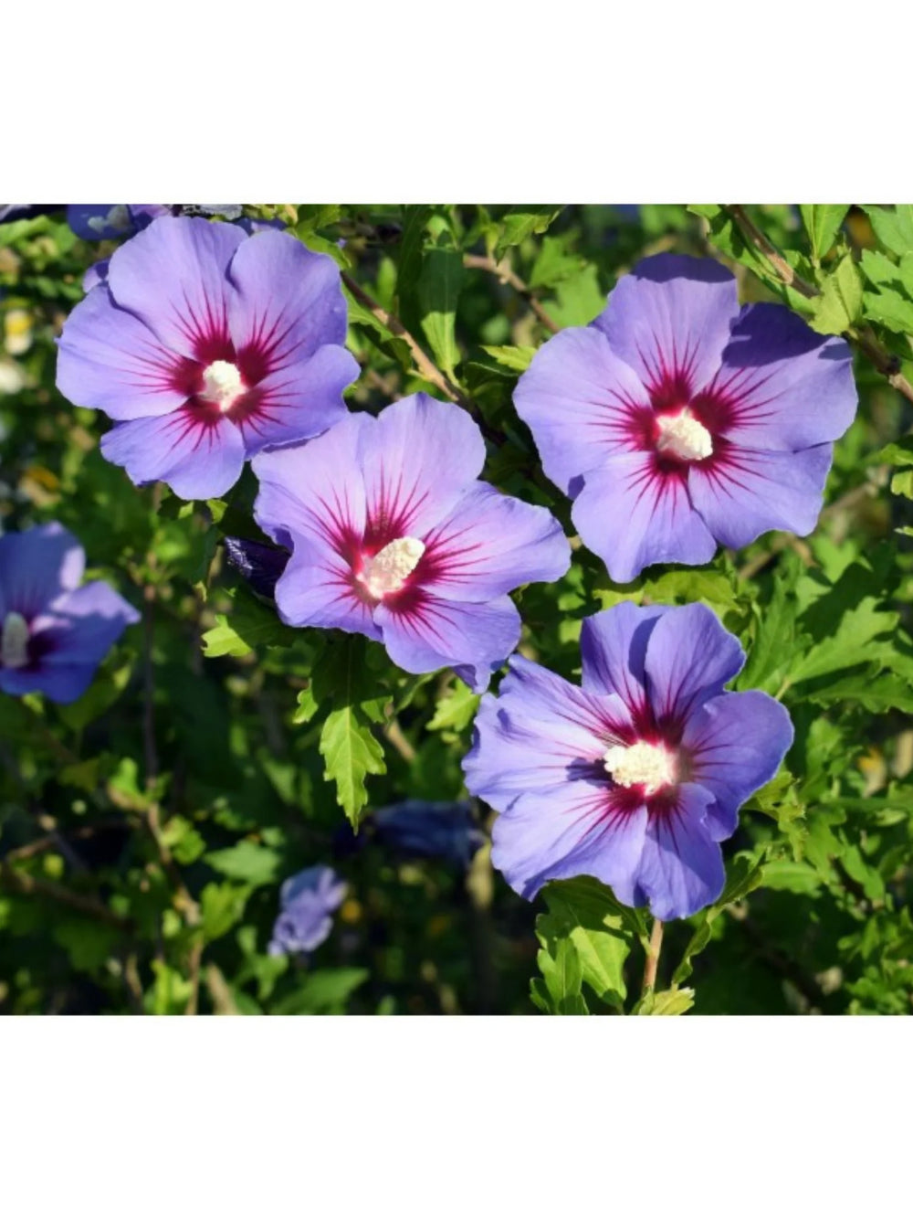 plante ornamentale 1102