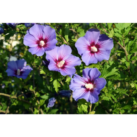 plante ornamentale 1102