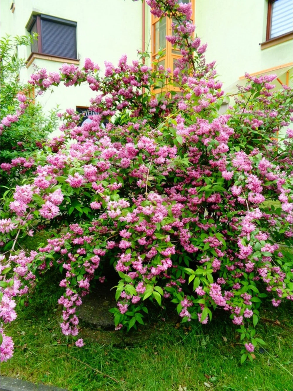 plante ornamentale 1103