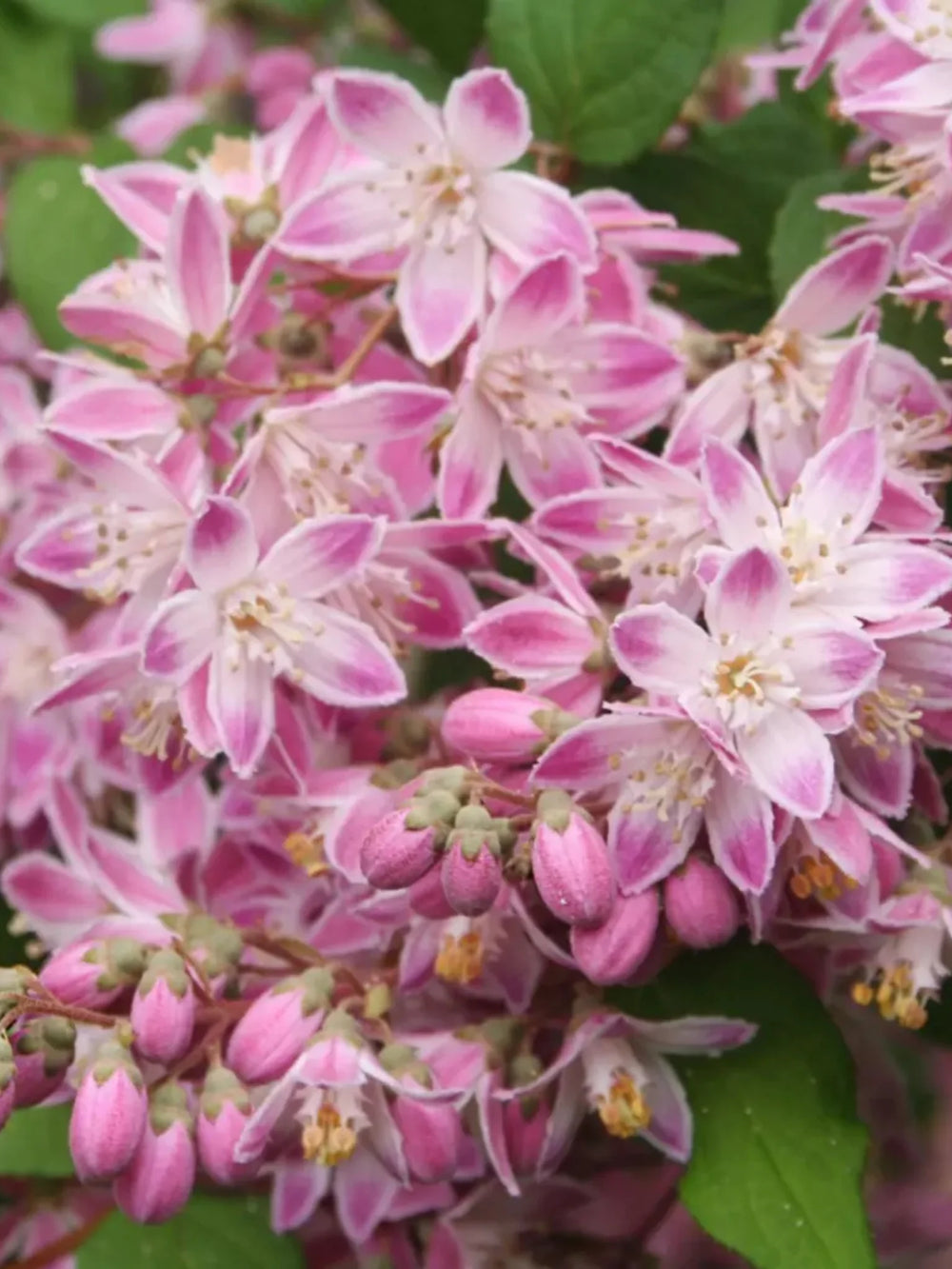 plante ornamentale 1104