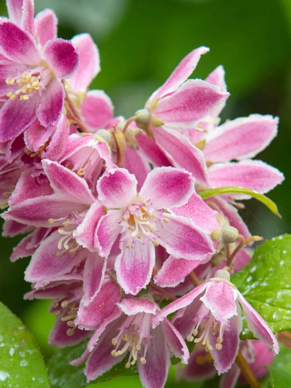 plante ornamentale 1105