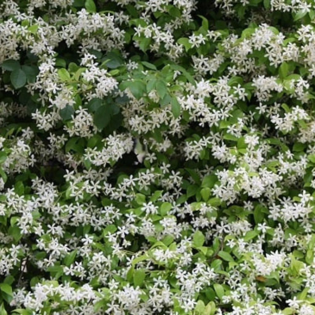 plante ornamentale 1108
