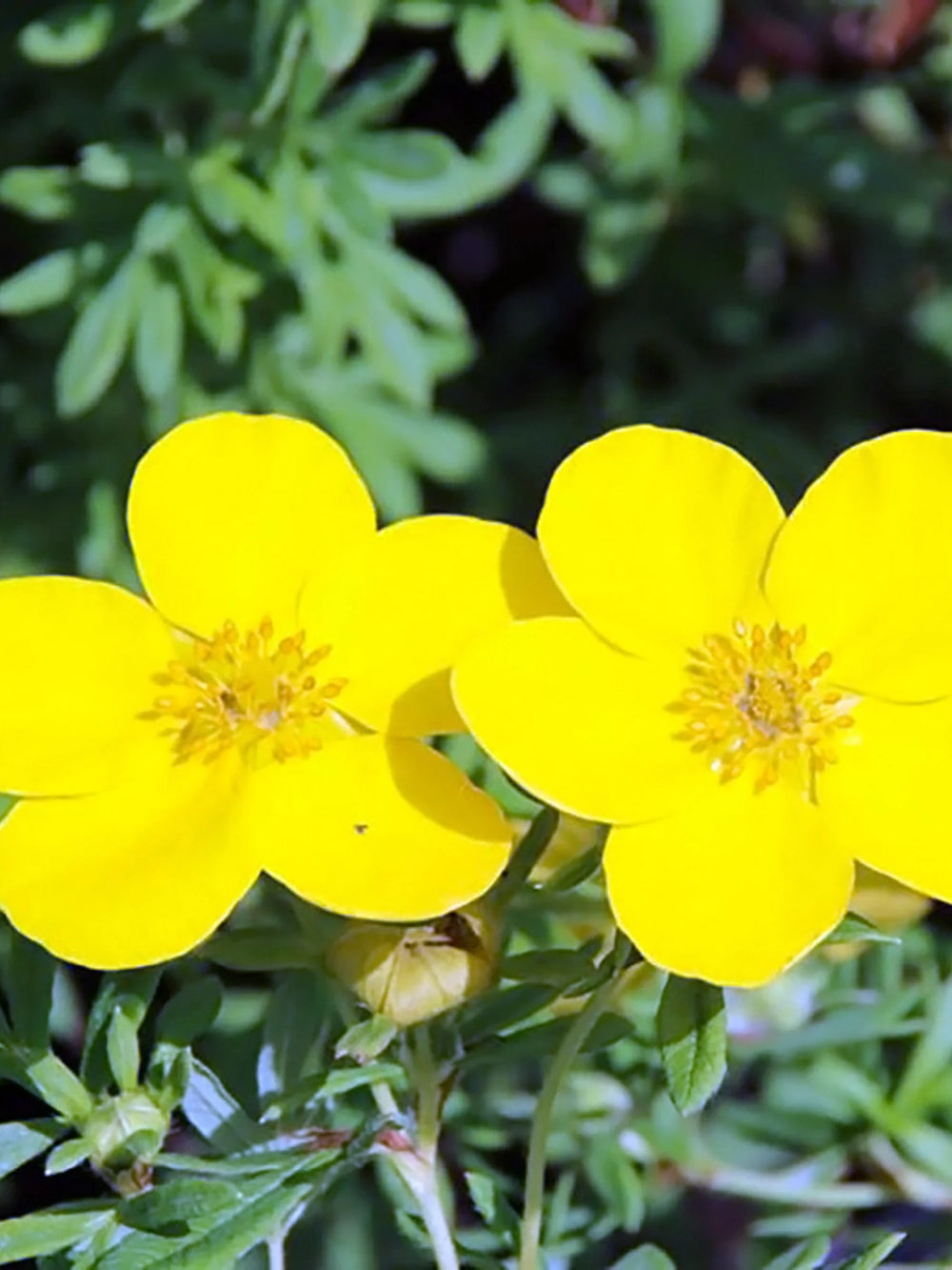 plante ornamentale 111