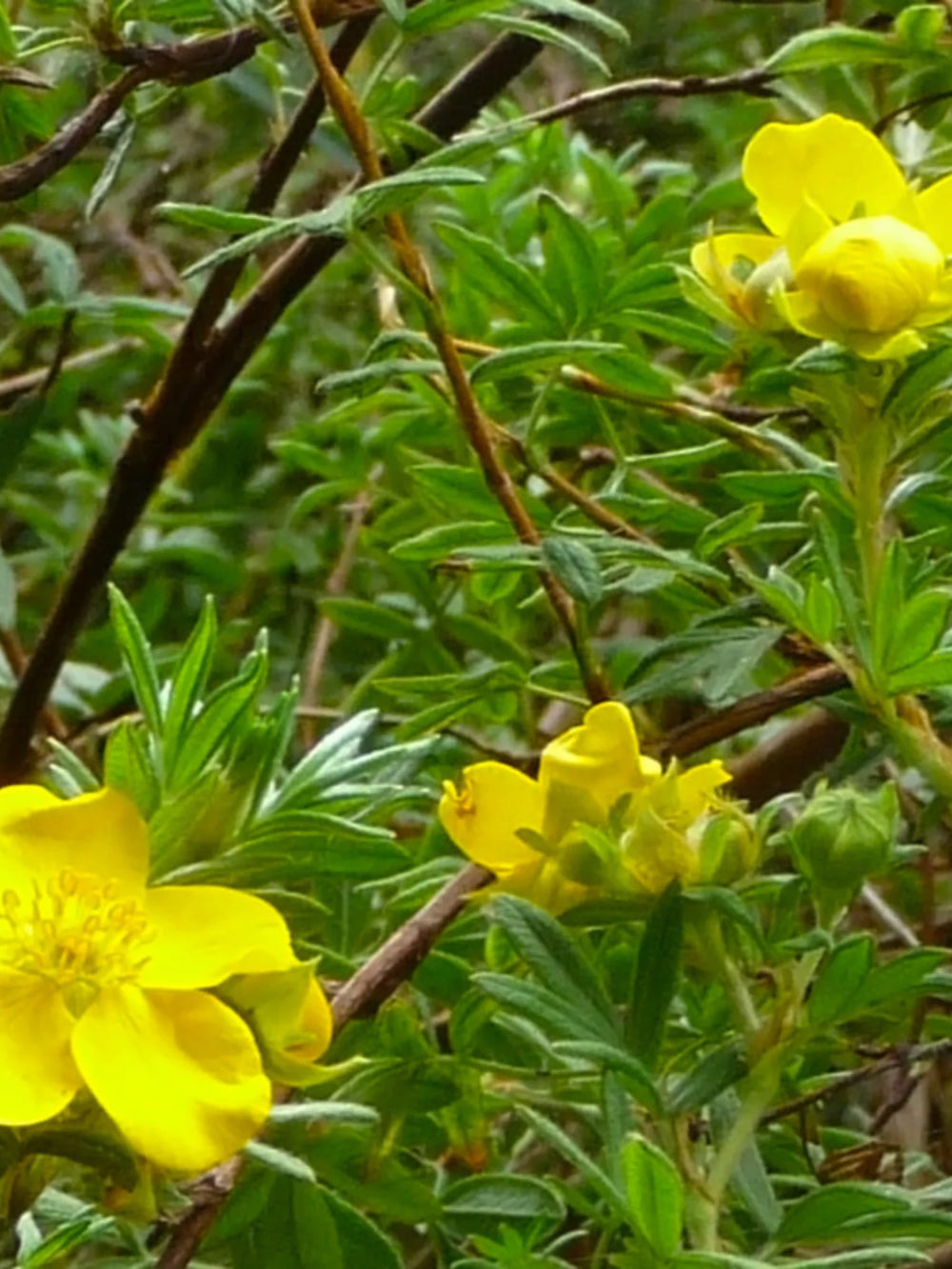 plante_ornamentale_112