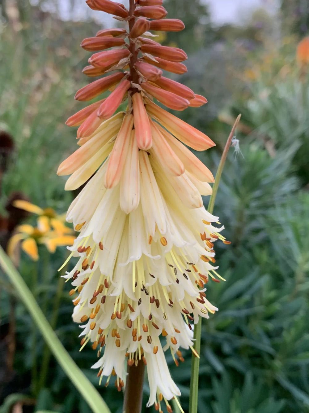 plante_ornamentale_1125