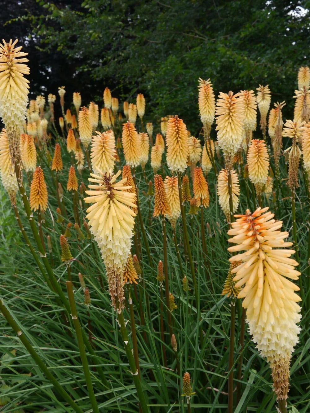 plante_ornamentale_1126