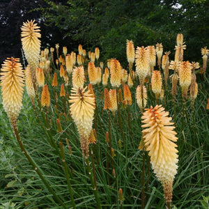 plante_ornamentale_1126