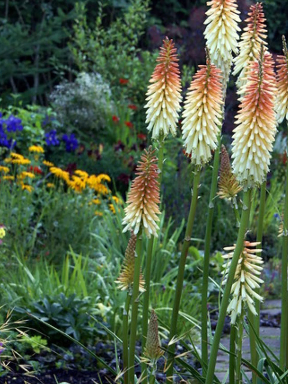 plante_ornamentale_1127