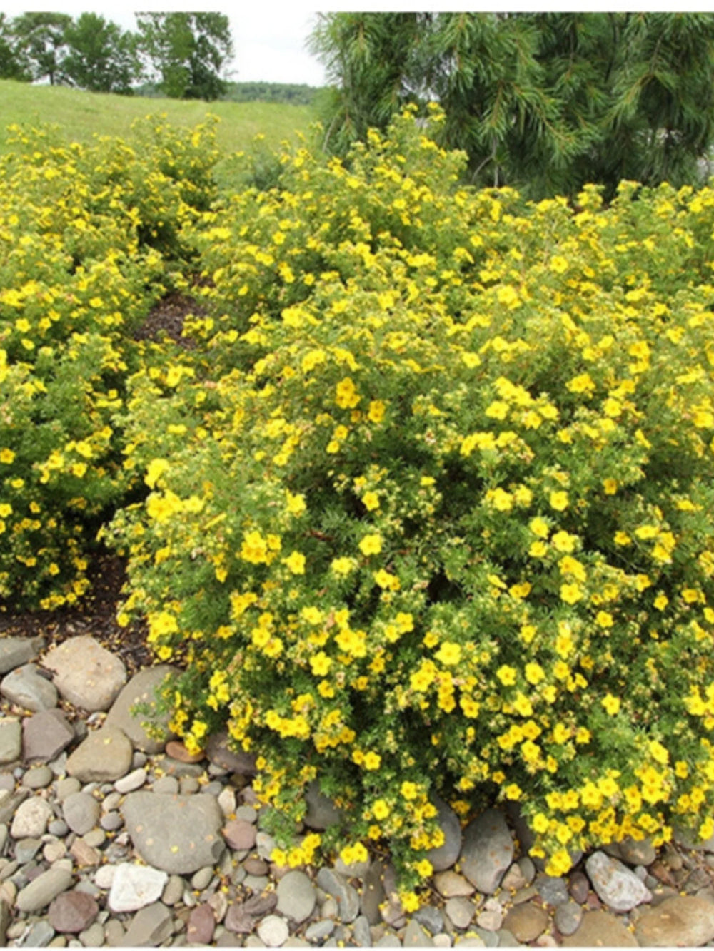 plante_ornamentale_113