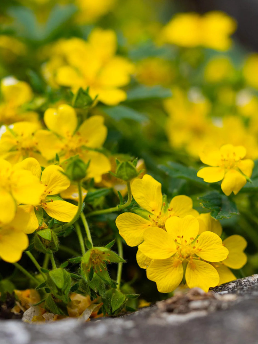 plante_ornamentale_114