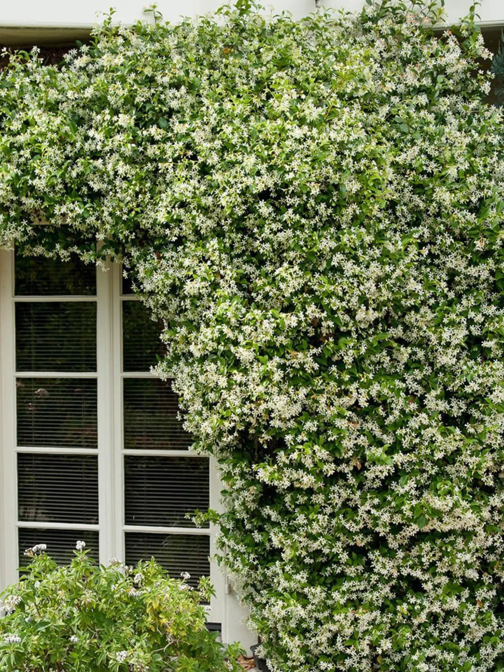 plante ornamentale 116